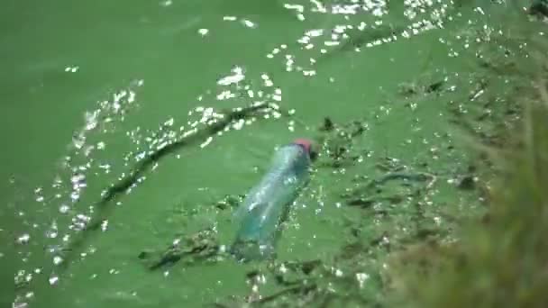 4K brillante agua verde en el río — Vídeos de Stock