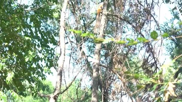 Lambat Gerak Merah Squirrel Sciurus Vulgaris Mating Ritual Spring Forest — Stok Video