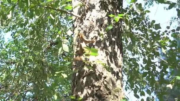 Ardilla Ladrando Árbol — Vídeo de stock