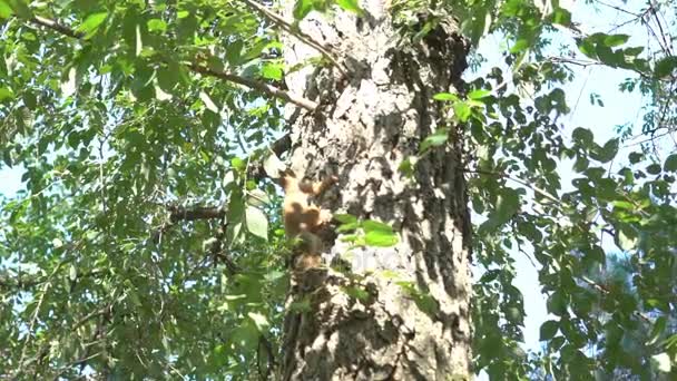 Slow Motion Red Squirrel Tree — Stock Video