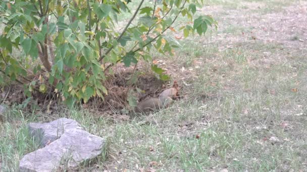 Zeitlupe Eichhörnchen Frisst Sonnenblumenkerne Auf Dem Boden Dann Rennt Weg — Stockvideo