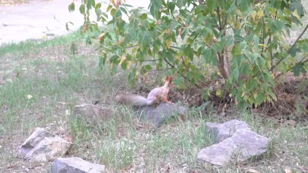 秋季树叶中寻找食物的慢动作松鼠 — 图库视频影像