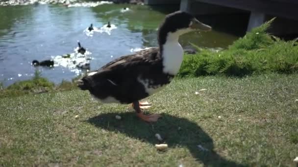 美しいアヒルの池の横に食べる — ストック動画