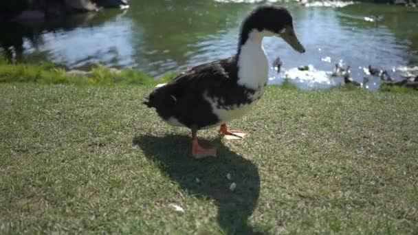 Pato Joven Comiendo — Vídeos de Stock