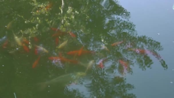 Peixes Lentos Nadam Lagoa — Vídeo de Stock