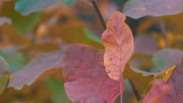 Árvores Movimento Lento Vento Temporada Outono — Vídeo de Stock