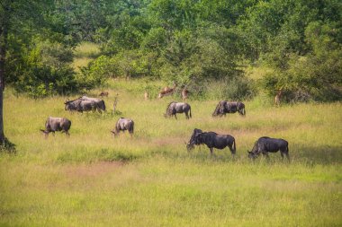 Afrika Safari manzaralar