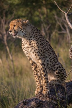 Afrika Safari manzaralar