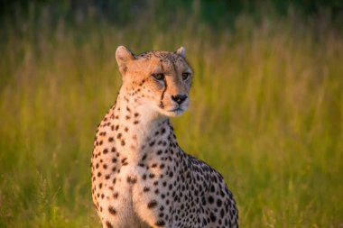 Afrika Safari manzaralar