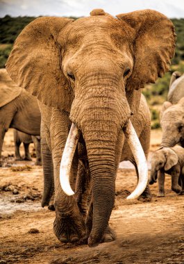 Afrika Safari manzaralar