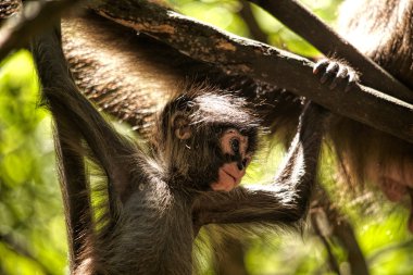 Monkeyland hayvanlar