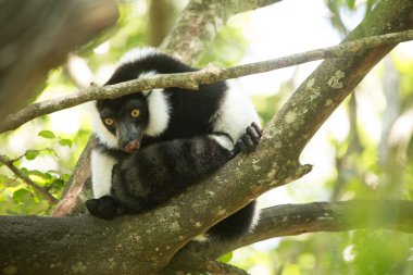 Monkeyland hayvanlar