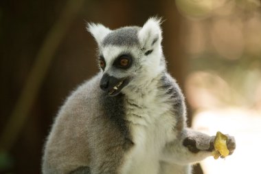 Monkeyland hayvanlar