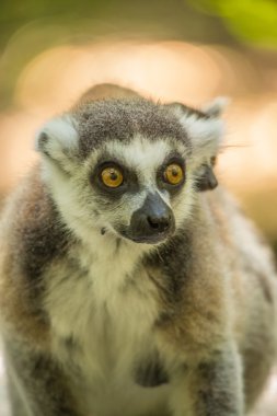 Monkeyland hayvanlar