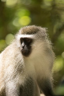 Monkeyland hayvanlar