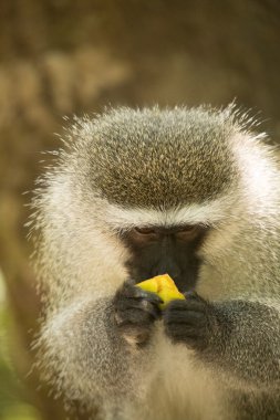 Monkeyland hayvanlar