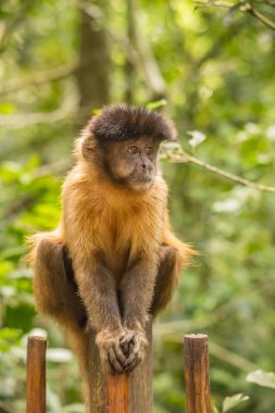 Monkeyland hayvanlar