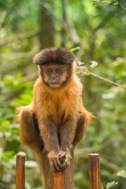 Monkeyland hayvanlar