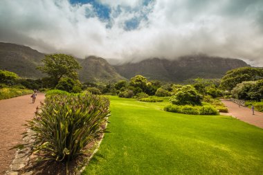 KIRSTENBOSCH bahçeleri Cape Town