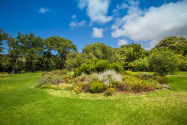 KIRSTENBOSCH bahçeleri Cape Town