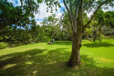 KIRSTENBOSCH bahçeleri Cape Town