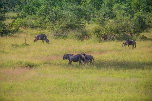 African Safari Landscapes