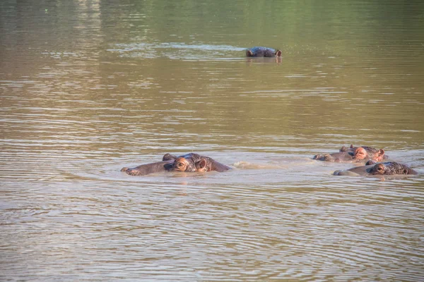 Afrikansk Safari landskap — Stockfoto