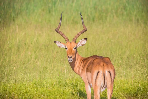 Afrika Safari manzaralar