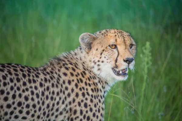 Afrika Safari manzaralar