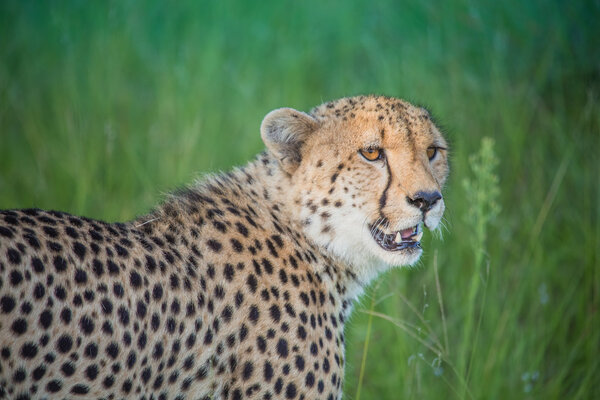 African Safari Landscapes