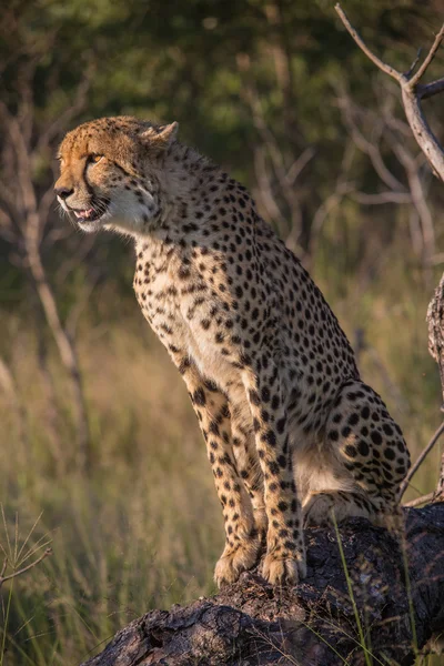 Safari Africano paisagens — Fotografia de Stock