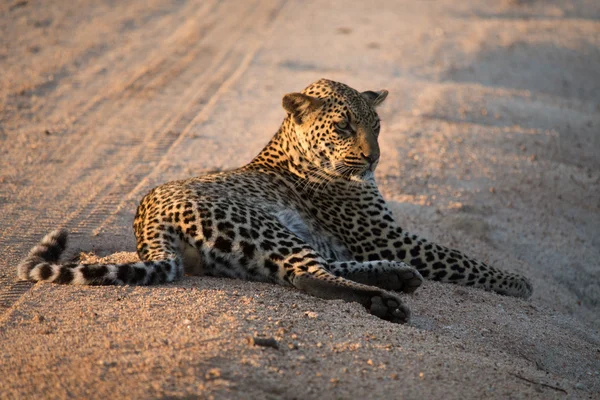 African Safari Landscapes — Stock Photo, Image