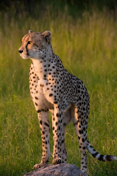 Afrika Safari manzaralar