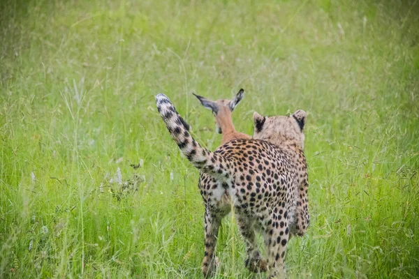 Safari Africano paisagens — Fotografia de Stock