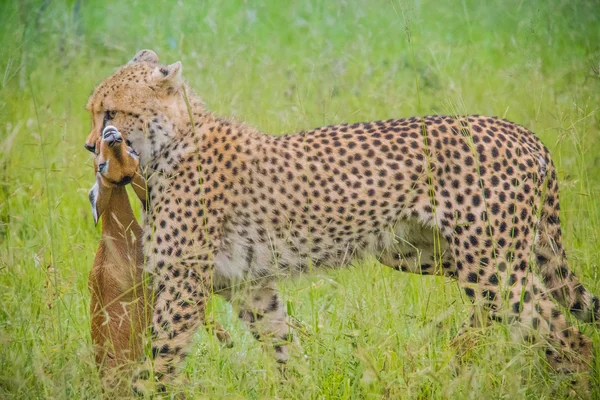 Afrikanische Safarilandschaften — Stockfoto