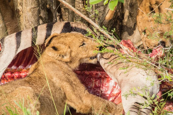 Afrikai Szafari tájak — Stock Fotó