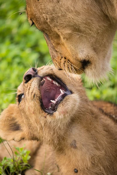 Afrika Safari manzaralar