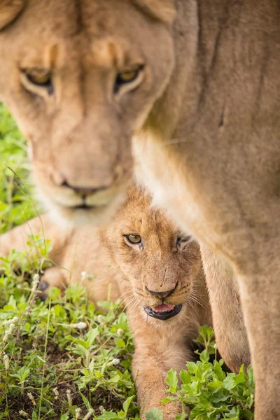 Afrika Safari manzaralar