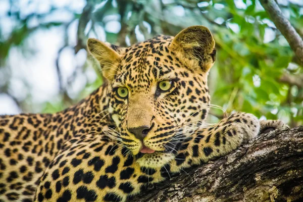 Csodálatos afrikai leopárd — Stock Fotó