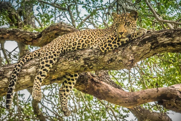 Znakomity Afryki leopard — Zdjęcie stockowe