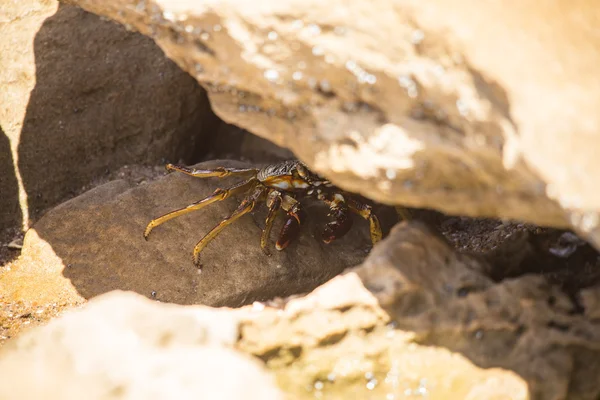 Güney Afrikalı Yengeç