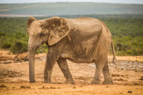 象のグループSkupina slonů — ストック写真