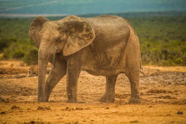 象のグループSkupina slonů — ストック写真