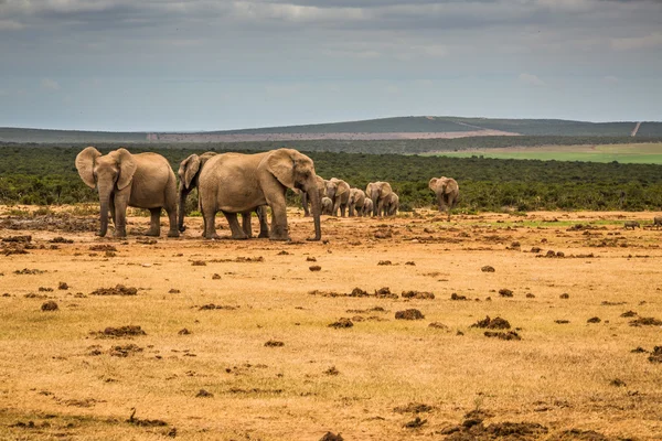 Grupp av elefanter — Stockfoto