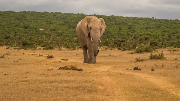 Group of Elephants — Stock Photo, Image