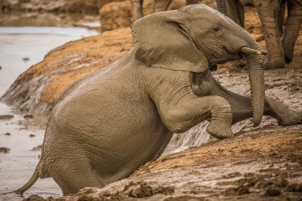 Group of Elephants — Stock Photo, Image