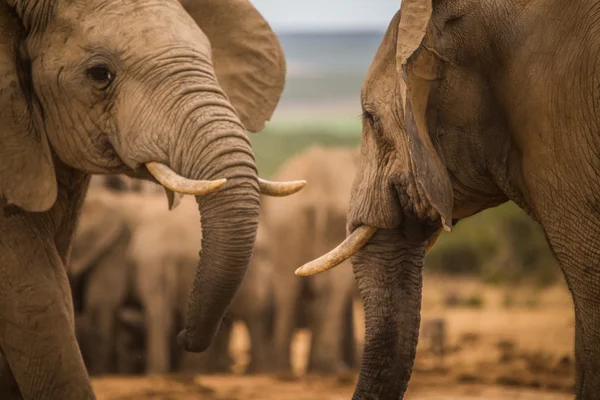 Group of Elephants — Stock Photo, Image