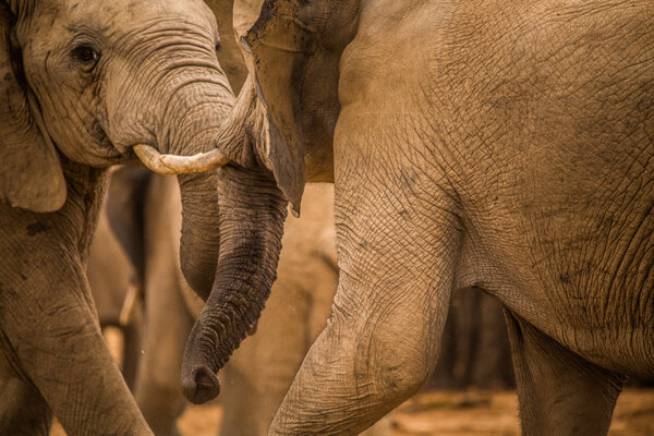 Elephants at Addo Elephant Park - South Africa
