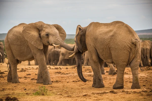 Group of Elephants — Stock Photo, Image