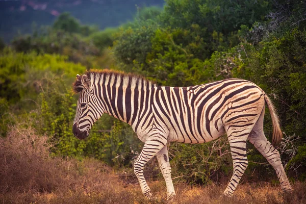 非洲野生动物园风景 — 图库照片